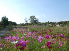 秋の花畑のコスモス