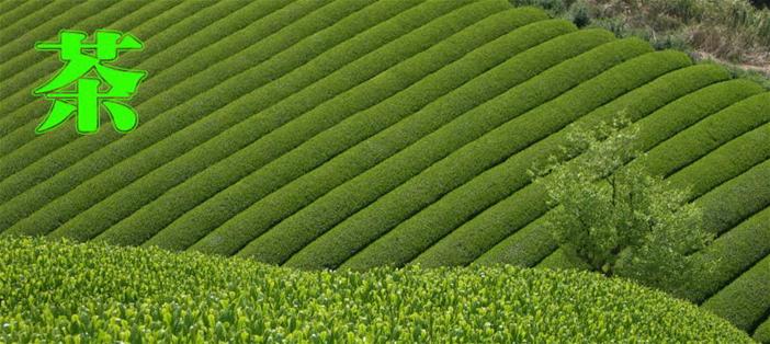 茶