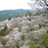 桜が眺望できる吉野山・下千本の画像