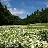 岡田の谷の半夏生園の画像