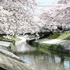 市民に親しまれる高田千本桜と高田川の画像
