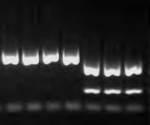 PCR画像