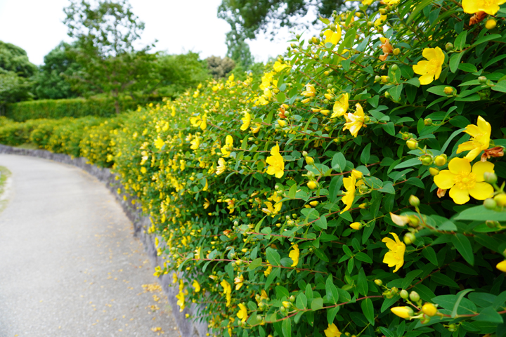 菖蒲園傍