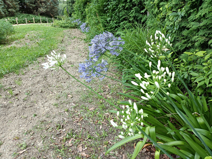 花の道