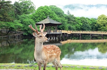 奈良公園-Nara ParkSNSロゴ