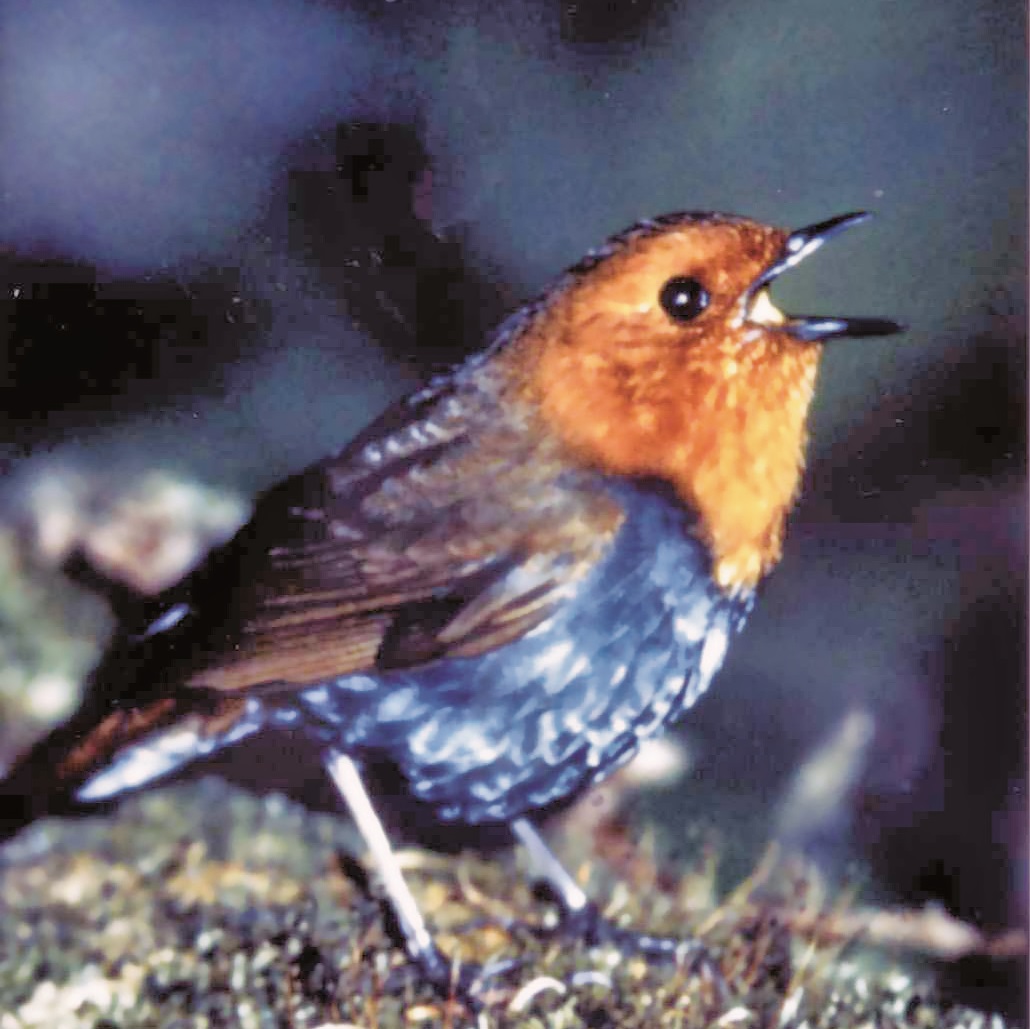県の鳥 コマドリの画像