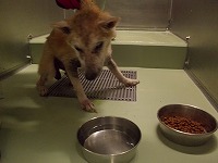 8月10日収容犬