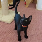 ウルル