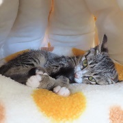 おねむかぼちゃ