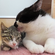 てりたまとかぼちゃ