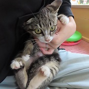 膝の上のかぼちゃ