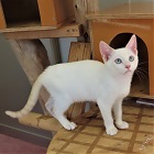 シャイニー