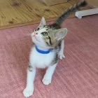 ナハトップ