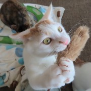 猫じゃらしとはやぶさ