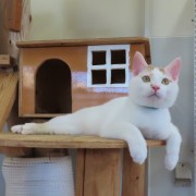 リラックスはやぶさ