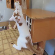 はやぶさの背中