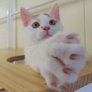 穴からハヤブサ