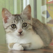 見つめるおくら
