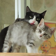 てまりとおくら