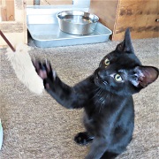 猫じゃらしアーカー