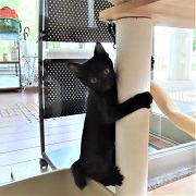 小猿アーカー