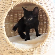 かごの中のアーカー