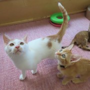 見上げるこまち