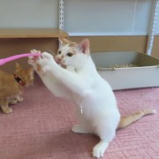 猫じゃらしとこまち