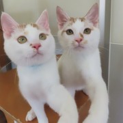 こまちとはやぶさ