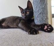 黒猫、くつろぎ画像。