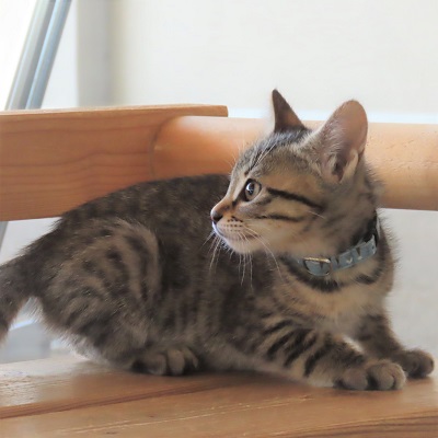 美猫ヴァーユ