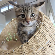 見つめるテージャ