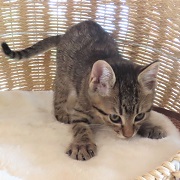 構えるテージャ