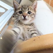猫パンチテージャ