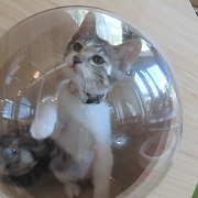 こ