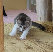 びすこ