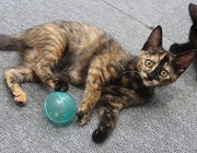 サビ猫、ボール遊び