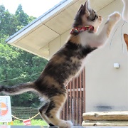 立っちゆくあ