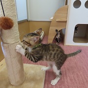 うずら