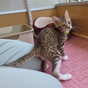 うずら