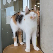 のびイーヴィル