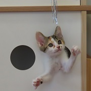 ポッピングシャワー