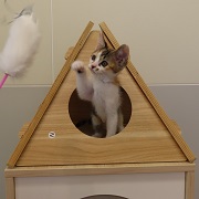 ポッピングシャワー