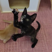 大納言あずき