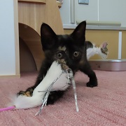 大納言あずき