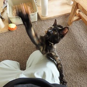 あそぶあずき