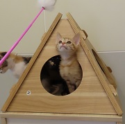 レモンシャーベット