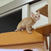 レモンシャーベット
