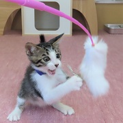 夢中のニュータ