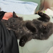 脱力するとお腹を見せます
